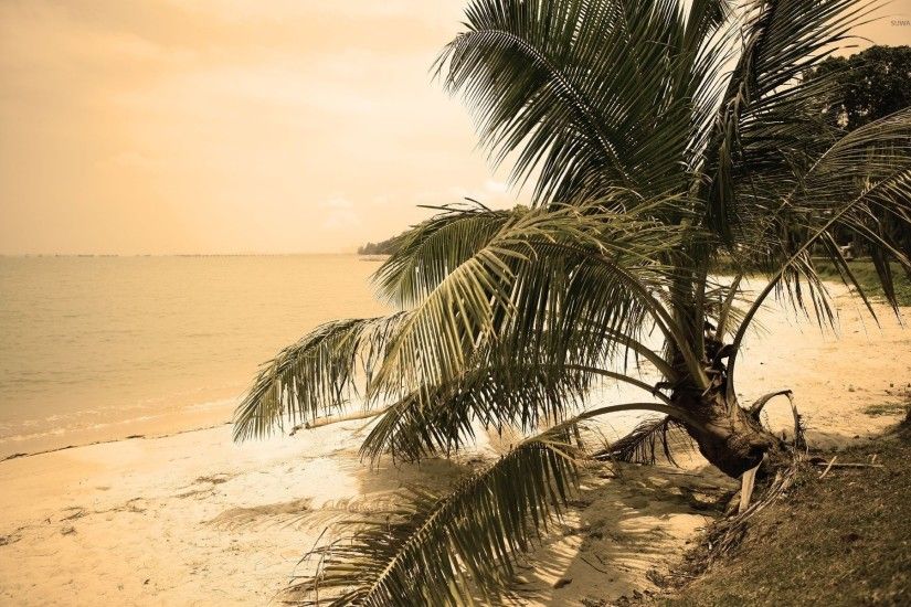 Palm tree on a sandy beach [2] wallpaper