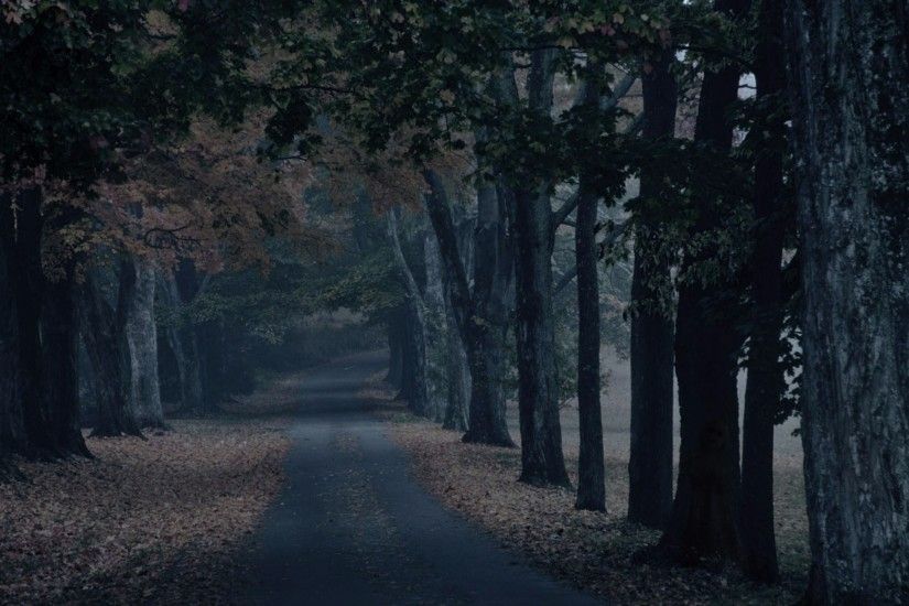 2560x1440 Free Scary 4K Forest Wallpapers | Free 4K Wallpaper