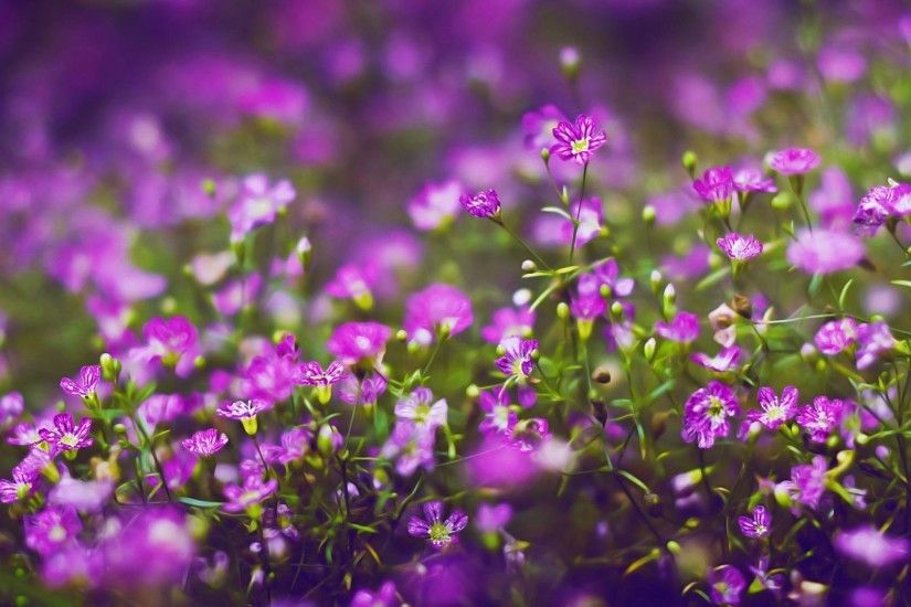 Purple Flower wallpaper