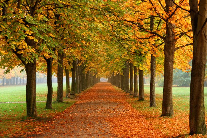 Autumn Trees Wallpaper Autumn Nature Wallpapers) – Free Backgrounds and  Wallpapers