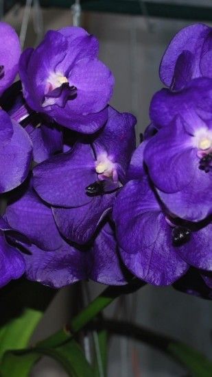 1080x1920 Wallpaper orchid, flower, purple, close-up