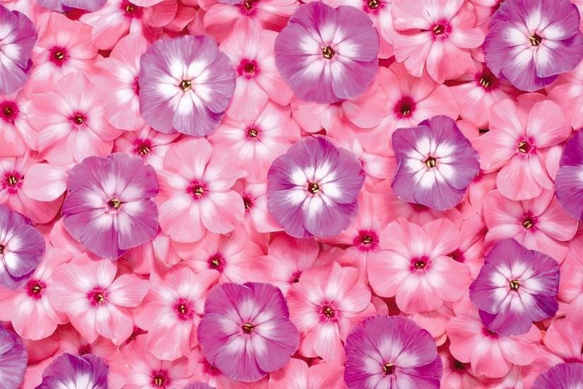 Pink HD Flower Wallpaper Download