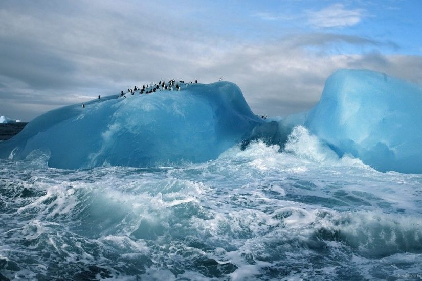 Penguins On Glacier picture