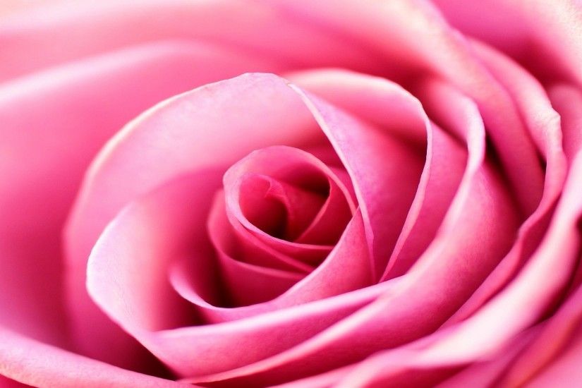 Pink Rose Background 5925 1920x1200 px ~ WallpaperFort.com
