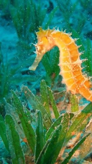 seahorse-underwater-swim-wallpaper-wp38010376-1