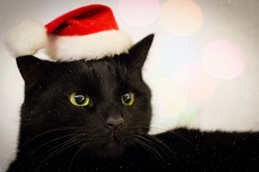 Christmas Cat Desktop Background. Download 1920x1200 ...
