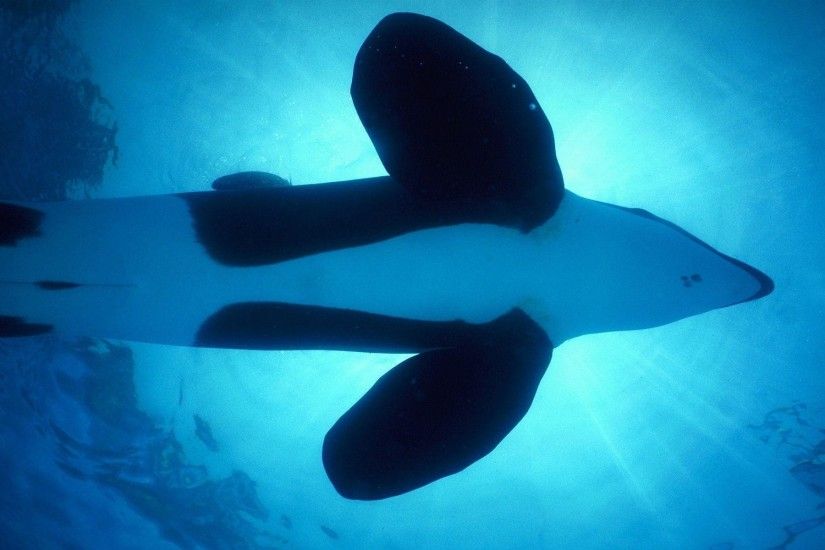 Orca whale Wallpapers | Pictures