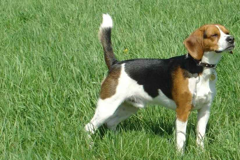 Lovely Beagle wallpapers and stock photos
