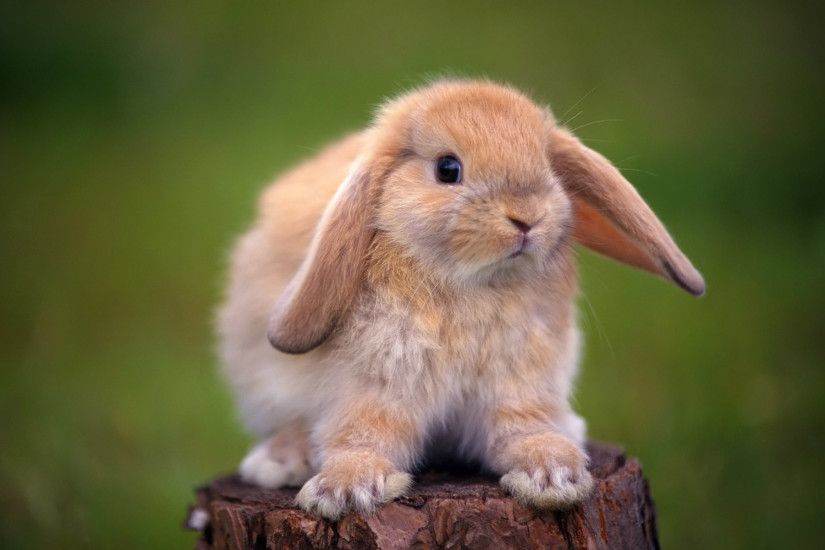 Cute Rabbit Baby HD Wallpapers