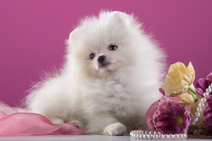 pomeranian wallpaper: Wallpapers Collection, 2700x1803 (800 kB)