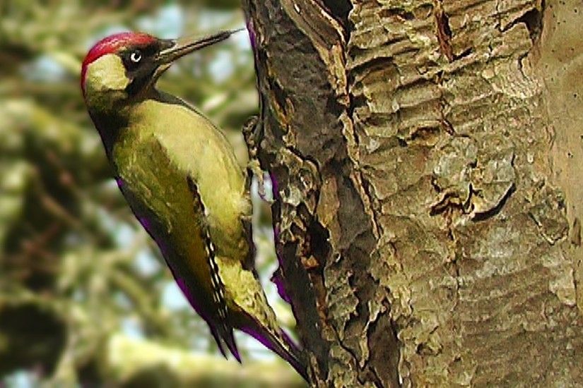 Green Woodpecker and Great Spotted Woodpecker : Birds Nest Building