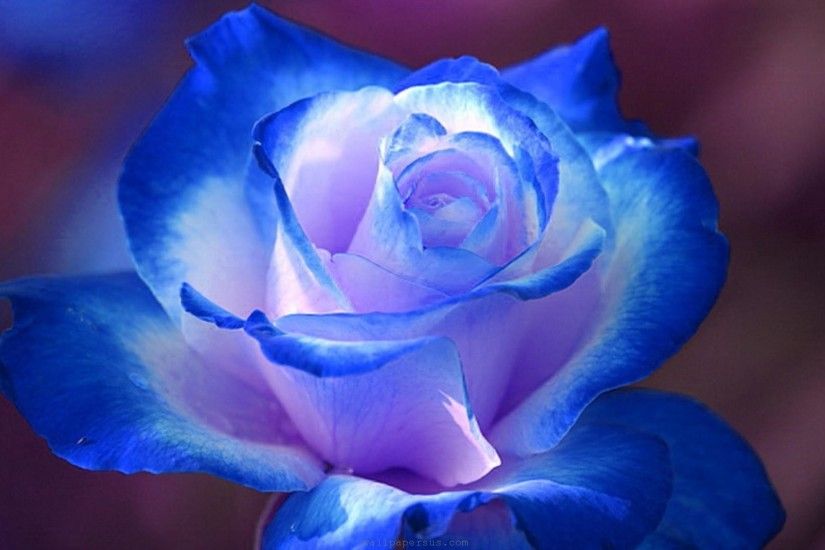 Elegant Blue & White Rose. [Desktop wallpaper 1920x1080]