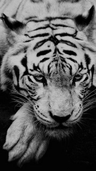White Siberian Tiger iPhone 6 wallpaper