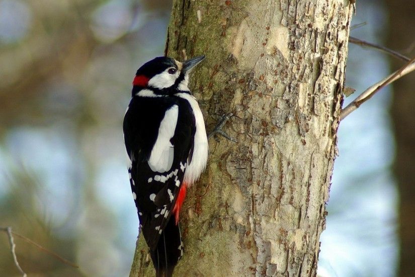 1920x1080 Wallpaper woodpecker, bird, tree