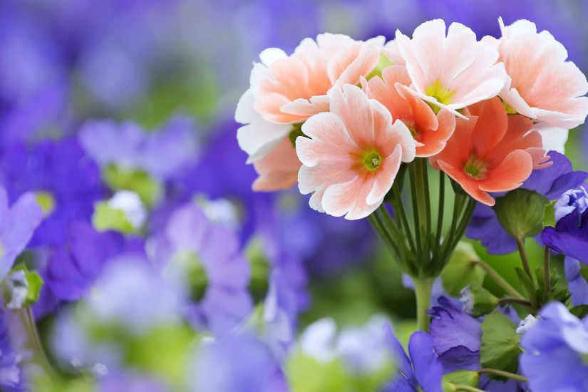 Most Beautiful Flowers Wallpaper For Desktop – High Quality