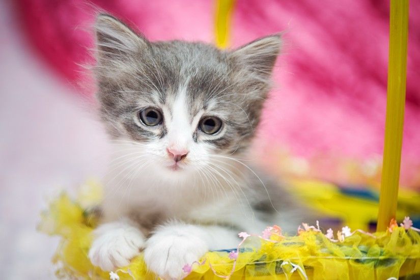 Animals / Cute kitten Wallpaper
