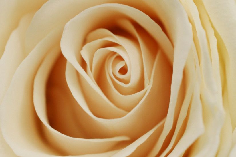 1920x1080 Wallpaper rose, petals, bud, light, milky color
