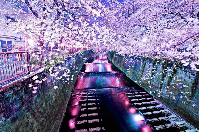 cherry blossom wallpaper 1920x1200 notebook