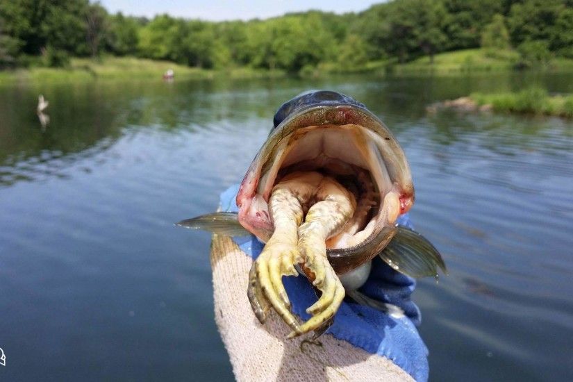 We found this 14-inch largemouth bass eating a bullfrog during an  electrofishing survey at Lake Iowa