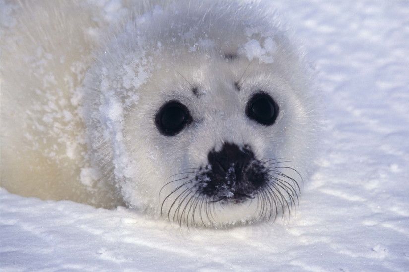 Very Cute Seal