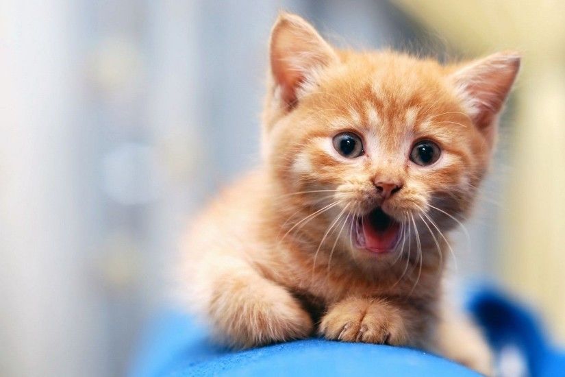 ... Cute Cat Wallpaper Collection For Free Download | HD Wallpapers . ...