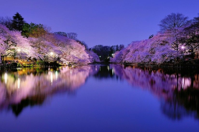 <b>Cherry Blossom</b> Trees HD desktop <b>wallpaper