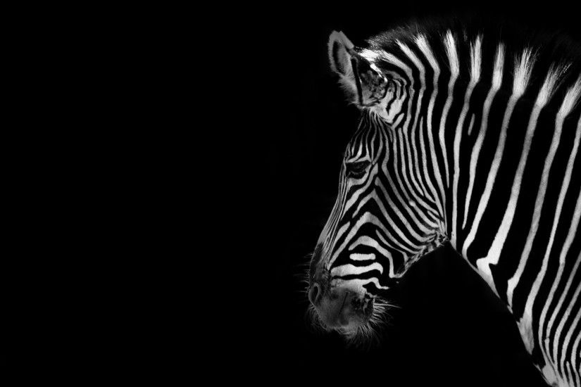 HD Wallpaper | Background ID:387127. 2560x1600 Animal Zebra