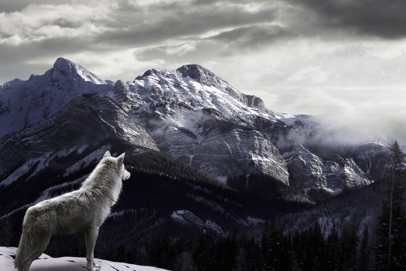 wolf desktop background MTC