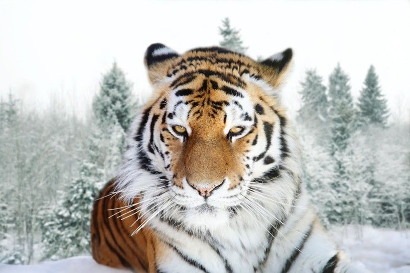 Tiger in snowy mountain!
