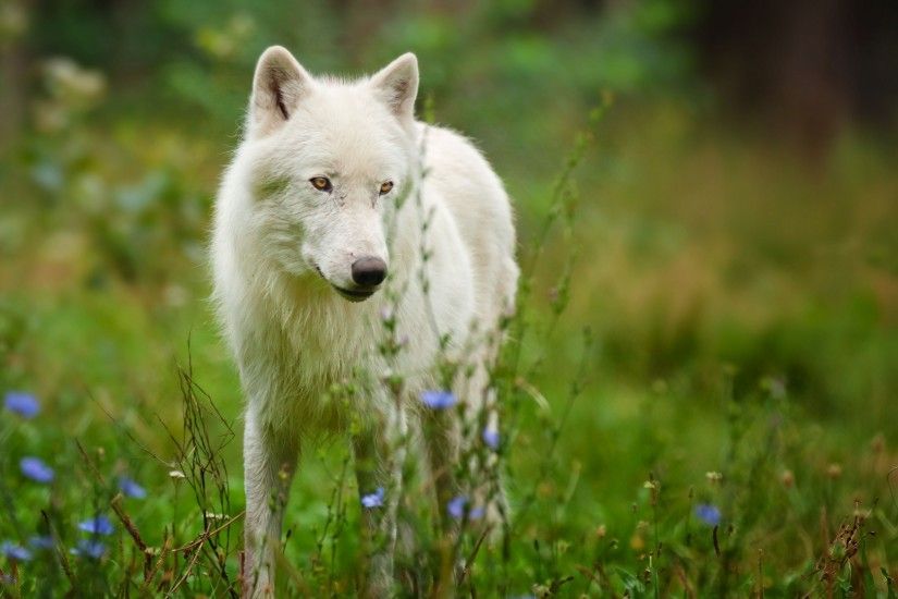 3840x2160 Wallpaper arctic wolf, predator, wolf
