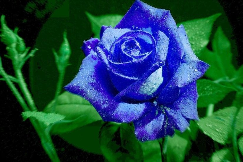 Blue rose wallpaper