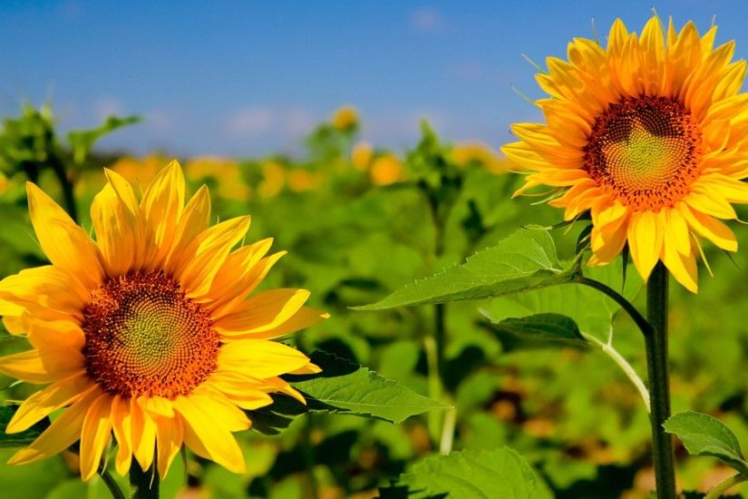 Sunflower Desktop Wallpaper 2327