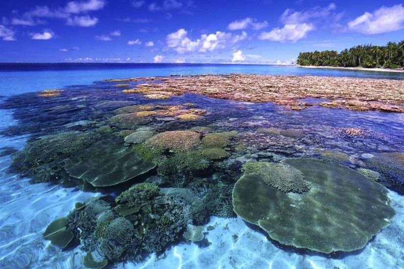 ... Wallpaper Cave Ocean Habitat Coral Reef - ThingLink ...