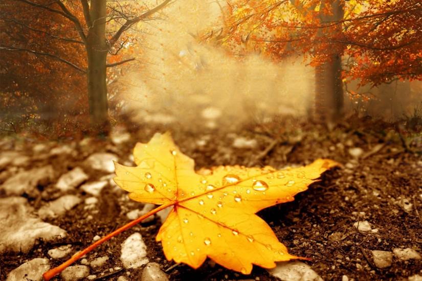 ... Download V.16 - Season Autumn, Wall.Web; Magnificent Season Autumn  Wallpaper ...