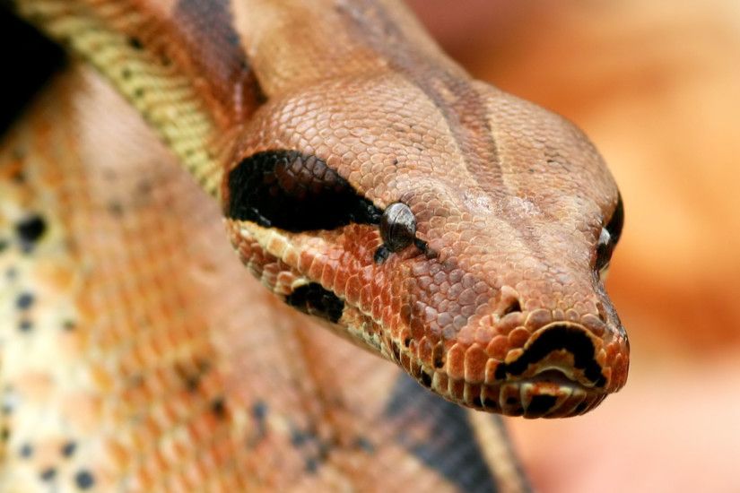 pics of pythons snakes dowload