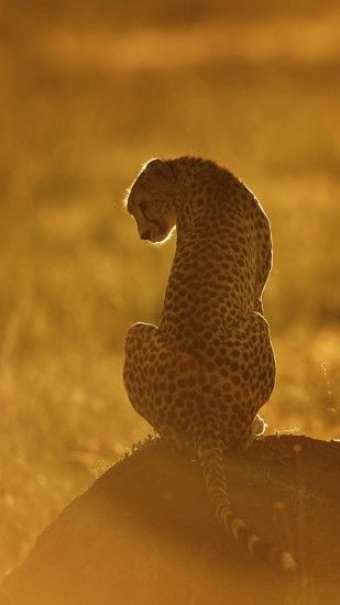 wallpaper.wiki-Cheetah-HD-Background-for-Phone-PIC-