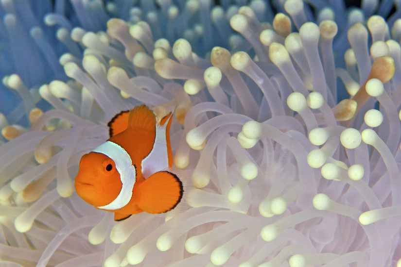 Clownfish HD Wallpaper 1920x1080