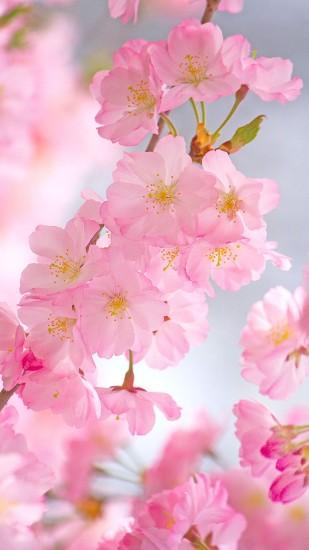 gorgerous cherry blossom wallpaper 1080x1920