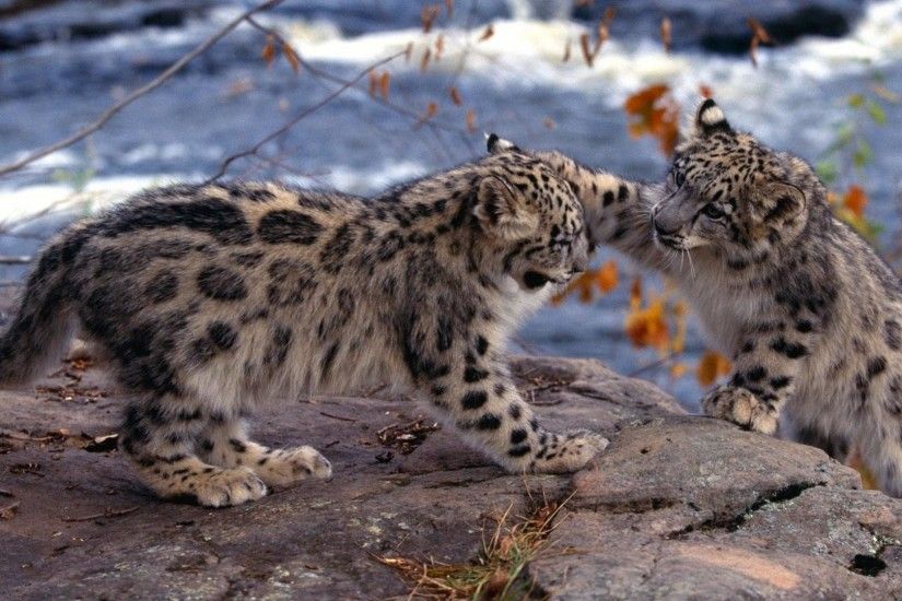 Snow leopard cubs wallpaper