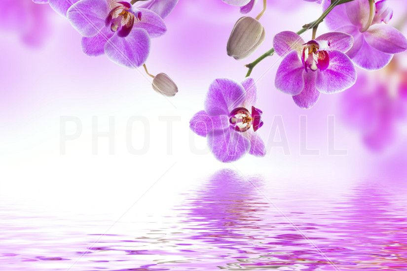 Purple Orchid Wallpaper - WallpaperSafari blue-and-purple-orchids-wallpaper-3.jpg  (1920Ã ...