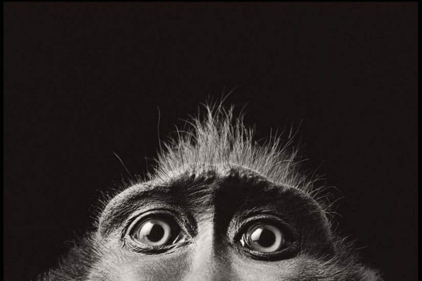 Monkey-Eyes-Monochrome-Animals-Photo
