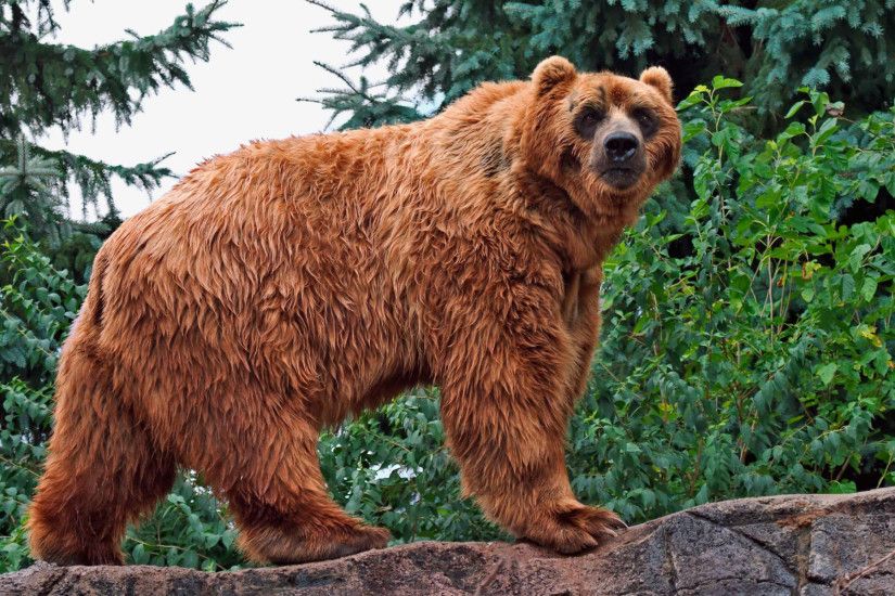 Kodiak Bear