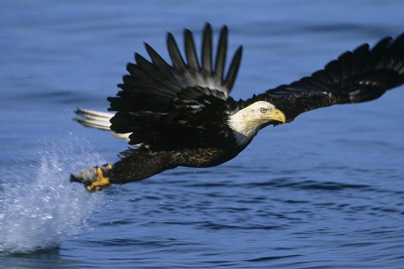 Alaska Bald Eagles Fishing Kiwi Bird Free Download