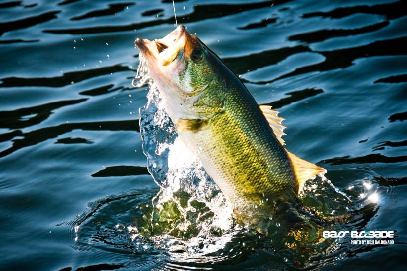 Bass Fish Backgrounds Images & Pictures - Becuo