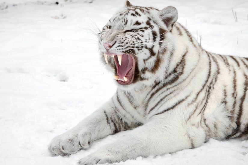 ... Angry white tiger