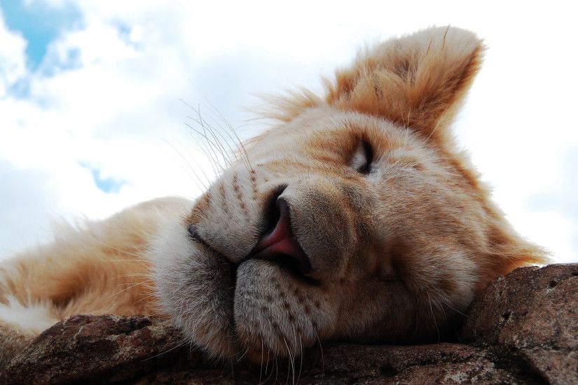 lion cub, lion, sleep, nose