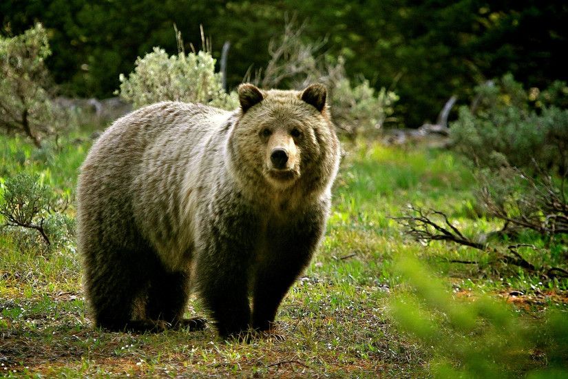... Wallpaper Brown bear, bear, cute animals, funny, Animals #5376 ...