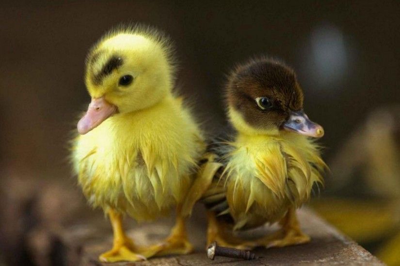 baby duck wallpaper 13936
