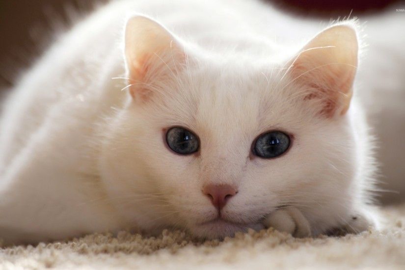 White cat wallpaper