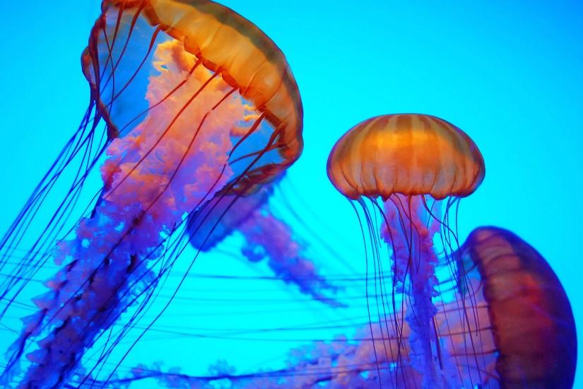 JELLYFISH WALLPAPERS FREE Wallpapers & Background images .